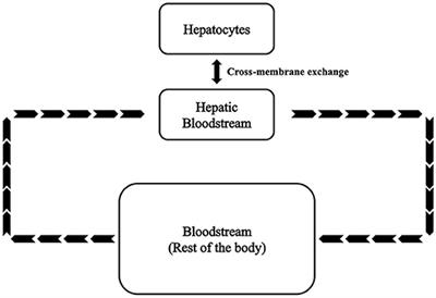 Computational Modeling of Fructose Metabolism and Development in NAFLD